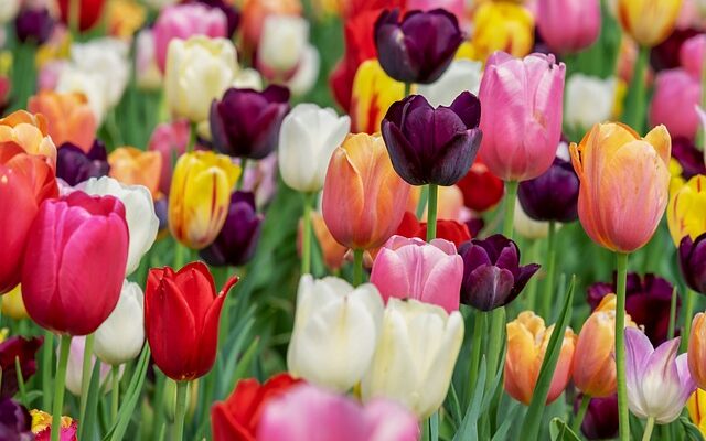 Sådan får du de smukkeste tulipanløg i din have